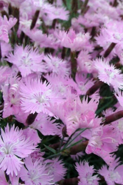 Bath's Pink Dianthus - 5 Pack Of Quart Pots -Wilson Bros Gardens Dianthus Baths Pink 10