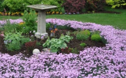 Bath's Pink Dianthus - 5 Pack Of Quart Pots -Wilson Bros Gardens Dianthus Baths Pink 7