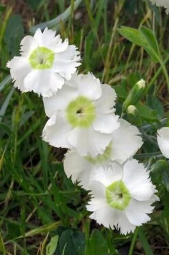 Charles Musgrave White Dianthus - 1 Gallon Pot -Wilson Bros Gardens Dianthus Charles Margrave 2