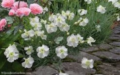 Charles Musgrave White Dianthus - 1 Gallon Pot -Wilson Bros Gardens Dianthus Charles Margrave 5