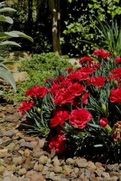 Super Trouper Velvet Red Dianthus (Carnation) - 5 Pack Of Quart Pots 7 Super Trouper Velvet Red Dianthus (Carnation) - 5 Pack Of Quart Pots -Wilson Bros Gardens Dianthus Super Trouper Velvet Red 1