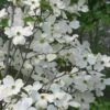 Appalachian Spring White Dogwood - 5 Gallon Pot