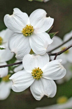 Appalachian Spring White Dogwood - 5 Gallon Pot (3-4') 10 Appalachian Spring White Dogwood - 5 Gallon Pot (3-4') -Wilson Bros Gardens Dogwood Appalachian Spring 2 1