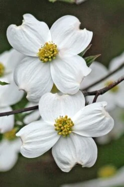 Appalachian Spring White Dogwood - 5 Gallon Pot 10 Appalachian Spring White Dogwood - 5 Gallon Pot -Wilson Bros Gardens Dogwood Appalachian Spring 2