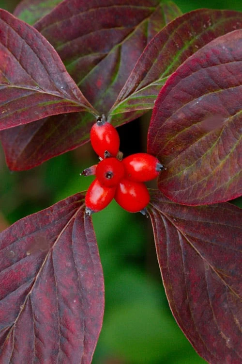 Appalachian Spring White Dogwood - 5 Gallon Pot 6 Appalachian Spring White Dogwood - 5 Gallon Pot - Image 6