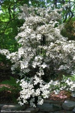 Appalachian Spring White Dogwood - 5 Gallon Pot (3-4') 9 Appalachian Spring White Dogwood - 5 Gallon Pot (3-4') -Wilson Bros Gardens Dogwood Appalachian Spring 4 1