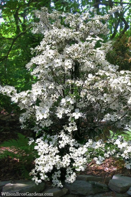 Appalachian Spring White Dogwood - 5 Gallon Pot (3-4') 4 Appalachian Spring White Dogwood - 5 Gallon Pot (3-4') - Image 4