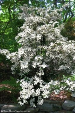 Appalachian Spring White Dogwood - 5 Gallon Pot 9 Appalachian Spring White Dogwood - 5 Gallon Pot -Wilson Bros Gardens Dogwood Appalachian Spring 4
