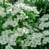 Blue Ray White Chinese Dogwood - Cornus Kousa - 5 Gallon Pot (2.5-3')