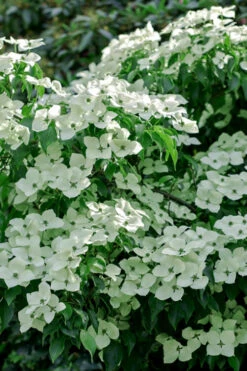 Blue Ray White Chinese Dogwood - Cornus Kousa - 5 Gallon Pot (2.5-3')