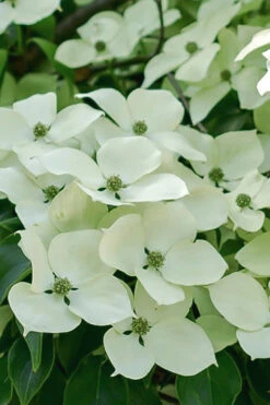 Blue Ray White Chinese Dogwood - Cornus Kousa - 5 Gallon Pot (2.5-3') 13 Blue Ray White Chinese Dogwood - Cornus Kousa - 5 Gallon Pot (2.5-3') -Wilson Bros Gardens Dogwood Blue Ray 16