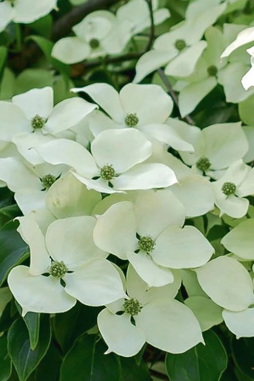 Blue Ray White Chinese Dogwood - Cornus Kousa - 5 Gallon Pot (2.5-3') 7 Blue Ray White Chinese Dogwood - Cornus Kousa - 5 Gallon Pot (2.5-3') - Image 7