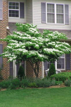 Blue Ray White Chinese Dogwood - Cornus Kousa - 5 Gallon Pot (2.5-3') 10 Blue Ray White Chinese Dogwood - Cornus Kousa - 5 Gallon Pot (2.5-3') -Wilson Bros Gardens Dogwood Blue Ray 4