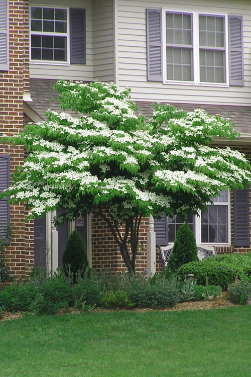 Blue Ray White Chinese Dogwood - Cornus Kousa - 5 Gallon Pot (2.5-3') 4 Blue Ray White Chinese Dogwood - Cornus Kousa - 5 Gallon Pot (2.5-3') - Image 4