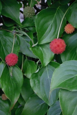 Blue Ray White Chinese Dogwood - Cornus Kousa - 5 Gallon Pot (2.5-3') 11 Blue Ray White Chinese Dogwood - Cornus Kousa - 5 Gallon Pot (2.5-3') -Wilson Bros Gardens Dogwood Blue Ray 6