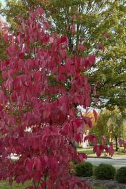 Blue Ray White Chinese Dogwood - Cornus Kousa - 5 Gallon Pot (2.5-3') 12 Blue Ray White Chinese Dogwood - Cornus Kousa - 5 Gallon Pot (2.5-3') -Wilson Bros Gardens Dogwood Blue Ray 7