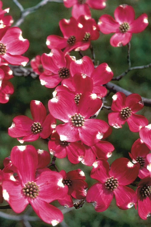 Cherokee Brave Red Dogwood Tree - Cornus Florida- 3 Gallon Pot 1 Cherokee Brave Red Dogwood Tree - Cornus Florida- 3 Gallon Pot