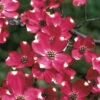Cherokee Brave Red Dogwood Tree - Cornus Florida- 7 Gallon Pot