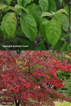 Cherokee Brave Red Dogwood Tree - Cornus Florida- 7 Gallon Pot 10 Cherokee Brave Red Dogwood Tree - Cornus Florida- 7 Gallon Pot -Wilson Bros Gardens Dogwood Cherokee Chief 7