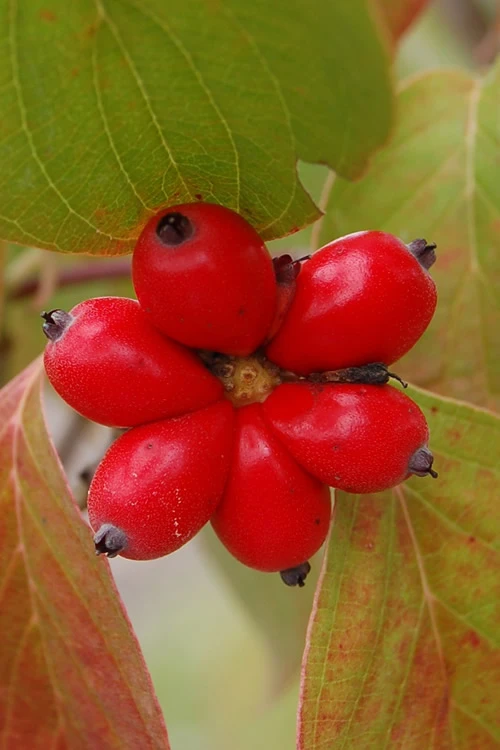 Cherokee Brave Red Dogwood Tree - Cornus Florida- 7 Gallon Pot 6 Cherokee Brave Red Dogwood Tree - Cornus Florida- 7 Gallon Pot - Image 6