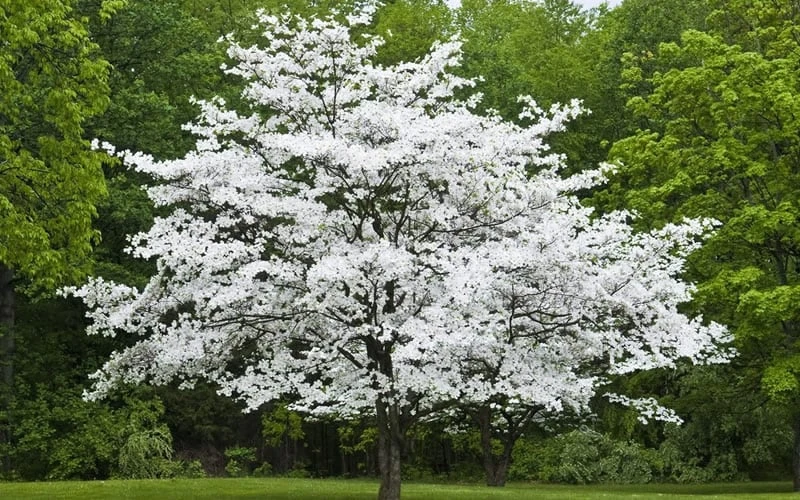 Cherokee Princess White Dogwood - 7 Gallon Pot (4-5') 4 Cherokee Princess White Dogwood - 7 Gallon Pot (4-5') - Image 4