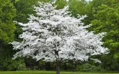 Jean's Appalachian Snow White Dogwood Tree - 5 Gallon Pot (5-6') -Wilson Bros Gardens Dogwood Cherokee Princess 50 4