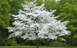 Jean's Appalachian Snow White Dogwood Tree - 5 Gallon Pot -Wilson Bros Gardens Dogwood Cherokee Princess 50 5