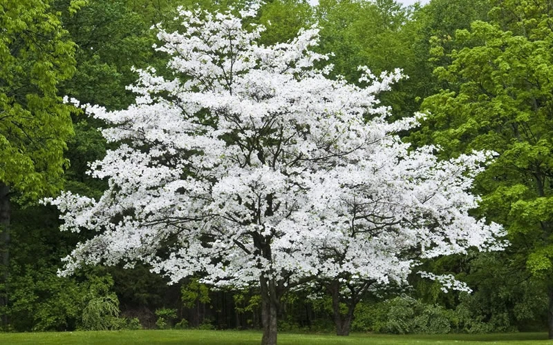 Cherokee Princess White Dogwood - 3 Gallon Pot 4 Cherokee Princess White Dogwood - 3 Gallon Pot - Image 4