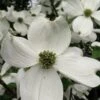 Cherokee Princess White Dogwood - 5 Gallon Pot