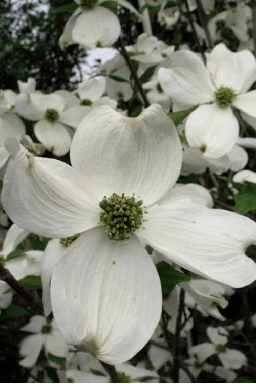 Cherokee Princess White Dogwood - 5 Gallon Pot 1 Cherokee Princess White Dogwood - 5 Gallon Pot