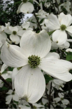 Jean's Appalachian Snow White Dogwood Tree - 5 Gallon Pot (5-6') -Wilson Bros Gardens Dogwood Cherokee Princess 500x750 5