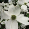 Cherokee Princess White Dogwood - 3 Gallon Pot