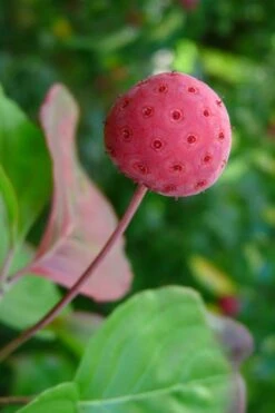 Pink Chinese Dogwood - Cornus Kousa 'Satomi' - 5 Gallon Pot 13 Pink Chinese Dogwood - Cornus Kousa 'Satomi' - 5 Gallon Pot -Wilson Bros Gardens Dogwood Chinese Pink Satomi 5 1