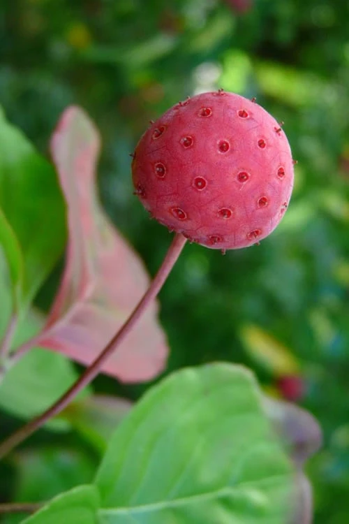 Pink Chinese Dogwood - Cornus Kousa 'Satomi' - 5 Gallon Pot 7 Pink Chinese Dogwood - Cornus Kousa 'Satomi' - 5 Gallon Pot - Image 7