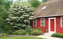 White Kousa Dogwood - Cornus Kousa - 5 Gallon Pot (5-6') -Wilson Bros Gardens Dogwood Chinese White 1 1