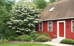 White Kousa Chinese Dogwood (Multi-Trunk) - 7 Gallon Pot (4-5') 11 White Kousa Chinese Dogwood (Multi-Trunk) - 7 Gallon Pot (4-5') -Wilson Bros Gardens Dogwood Chinese White 1