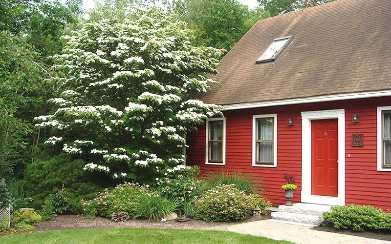 White Kousa Dogwood - Cornus Kousa - 5 Gallon Pot (6-7') 5 White Kousa Dogwood - Cornus Kousa - 5 Gallon Pot (6-7') - Image 5