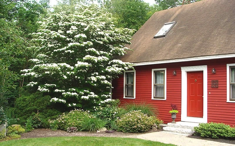 White Kousa Chinese Dogwood (Multi-Trunk) - 7 Gallon Pot (4-5') 5 White Kousa Chinese Dogwood (Multi-Trunk) - 7 Gallon Pot (4-5') - Image 5