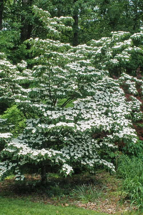 White Kousa Dogwood - Cornus Kousa - 5 Gallon Pot (6-7') 4 White Kousa Dogwood - Cornus Kousa - 5 Gallon Pot (6-7') - Image 4