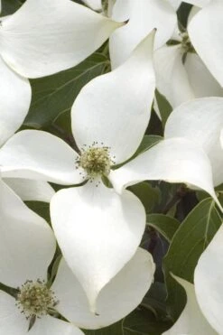 White Kousa Chinese Dogwood - Cornus Kousa - 3 Gallon Pot -Wilson Bros Gardens Dogwood Chinese White 15 3