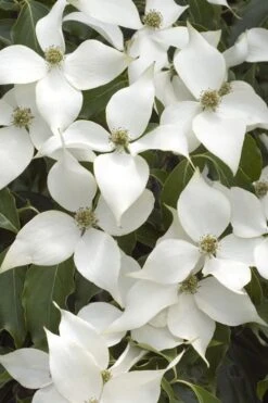 White Kousa Chinese Dogwood (Multi-Trunk) - 7 Gallon Pot (4-5') 10 White Kousa Chinese Dogwood (Multi-Trunk) - 7 Gallon Pot (4-5') -Wilson Bros Gardens Dogwood Chinese White 16