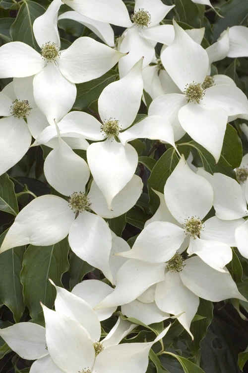 White Kousa Dogwood - Cornus Kousa - 5 Gallon Pot (6-7') 1 White Kousa Dogwood - Cornus Kousa - 5 Gallon Pot (6-7')