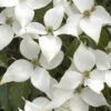 White Kousa Dogwood - Cornus Kousa - 3 Gallon Pot (5-6')