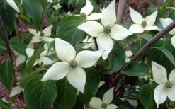 White Kousa Chinese Dogwood (Multi-Trunk) - 7 Gallon Pot (4-5') 13 White Kousa Chinese Dogwood (Multi-Trunk) - 7 Gallon Pot (4-5') -Wilson Bros Gardens Dogwood Chinese White 2