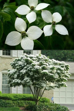 White Kousa Dogwood - Cornus Kousa - 3 Gallon Pot (3-4') -Wilson Bros Gardens Dogwood Chinese White 2 500x750 5