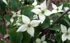 White Kousa Chinese Dogwood (Multi-Trunk) - 7 Gallon Pot (3-4') -Wilson Bros Gardens Dogwood Chinese White 2 6
