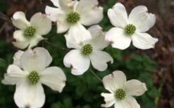Cherokee Princess White Dogwood - 5 Gallon Pot 9 Cherokee Princess White Dogwood - 5 Gallon Pot -Wilson Bros Gardens Dogwood Chrokee Princess Flowers