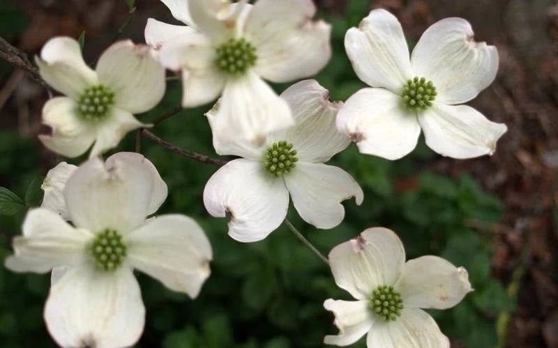 Cherokee Princess White Dogwood - 5 Gallon Pot 5 Cherokee Princess White Dogwood - 5 Gallon Pot - Image 5