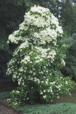 Empress Of China Dogwood - 3 Gallon Pot (4.5- 5.5') -Wilson Bros Gardens Dogwood Empress Of China 51