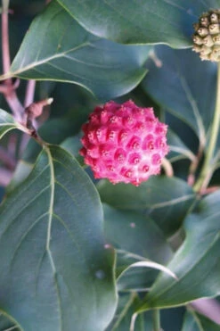 Empress Of China Dogwood - 3 Gallon Pot (4.5- 5.5') -Wilson Bros Gardens Dogwood Empress of China 31